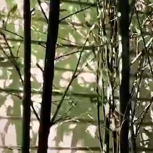 bamboo and light screen shot